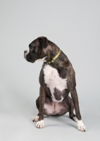 Picture of Studio image of brindle Boxer on gray background.