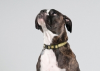 Picture of Studio image of brindle Boxer on gray background.