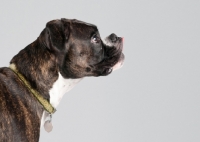 Picture of Studio image of brindle Boxer on gray background.