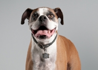 Picture of Studio image of fawn Boxer on gray background.