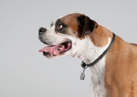 Picture of Studio image of fawn Boxer on gray background.