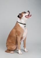 Picture of Studio image of fawn Boxer on gray background.