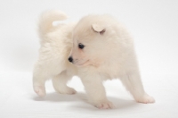 Picture of studio Samoyed puppy in studio