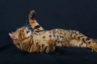 Picture of Studio shot of a Bengal cat belly up, hissing, black background