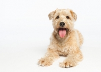 Picture of Studio shot of a Wheaten Terrier.
