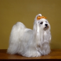 Picture of studio shot of maltese with ribbon