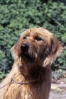 Picture of Styrian Mountain hound (aka  Steirische Rauhaarbracke)