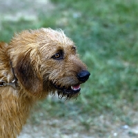 Picture of styrian mountain hound head shot