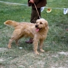 Picture of styrian mountain hound standing on grass