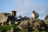 Picture of Suffolk and Scottish mule ewes with crossbred lambs