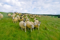 Picture of Suffolk and Texel cross ewes
