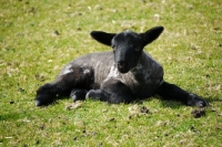 Picture of Suffolk cross lamb