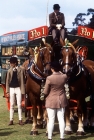 Picture of suffolk horses at driving competition at windsor