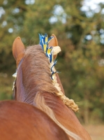 Picture of Suffolk Punch back view, decorated mane