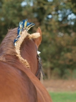Picture of Suffolk Punch back view, plaited main