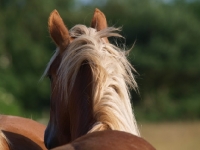 Picture of Suffolk Punch back view