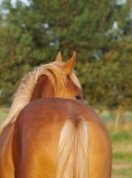 Picture of Suffolk Punch, back view