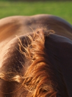 Picture of Suffolk Punch back