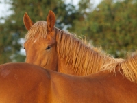 Picture of Suffolk Punch behind anothers back