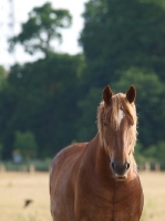 Picture of Suffolk Punch, blurred background