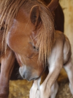 Picture of Suffolk Punch caring for foal