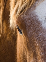 Picture of Suffolk Punch close up