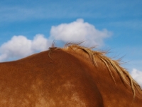 Picture of Suffolk Punch coat