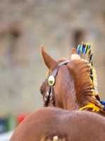 Picture of Suffolk Punch, decorated mane
