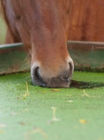 Picture of Suffolk Punch drinking