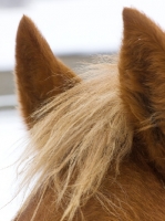 Picture of Suffolk Punch ears