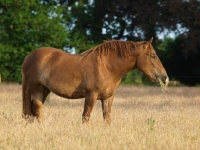 Picture of Suffolk Punch eating grass in field