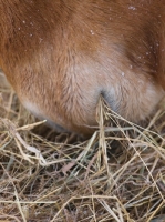 Picture of Suffolk Punch eating hay