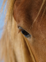 Picture of Suffolk Punch eye close up