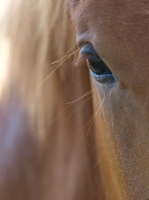 Picture of Suffolk Punch eye
