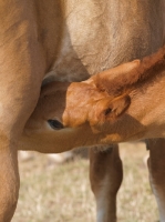 Picture of Suffolk Punch foal drinking