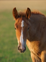 Picture of Suffolk Punch foal portrait, looking at camera