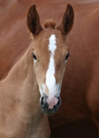 Picture of Suffolk Punch foal portrait