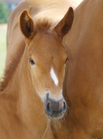 Picture of Suffolk Punch foal portrait