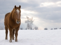 Picture of Suffolk Punch front view