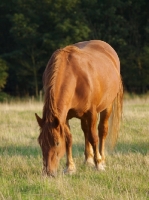 Picture of Suffolk Punch grazing in field