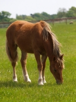 Picture of Suffolk Punch grazing in field