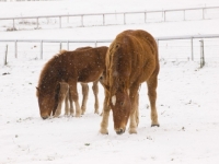 Picture of Suffolk Punch grazing in snowy field