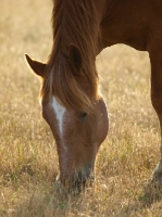 Picture of Suffolk Punch grazing