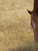 Picture of Suffolk Punch grazing