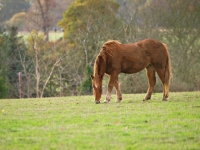 Picture of Suffolk Punch grazing