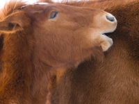 Picture of Suffolk Punch grooming another