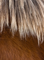 Picture of Suffolk Punch hair