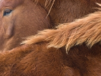 Picture of Suffolk Punch, head and neck