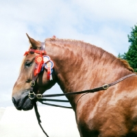 Picture of suffolk punch horse head study with rosettes