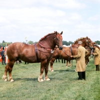 Picture of suffolk punch horses at show with handlers